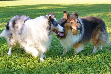CHIENS BERGERS DES SHETLANDS