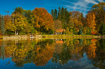 Autumnal scene in the forest