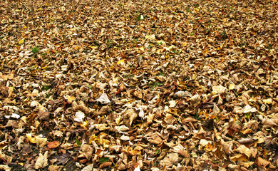 Dry Fallen Leaves in Scotland
