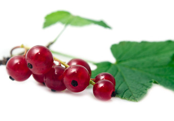 juicy currant