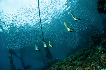 longfin Batfish swim, Gili Lombok Nusa Tenggara Barat underwater
