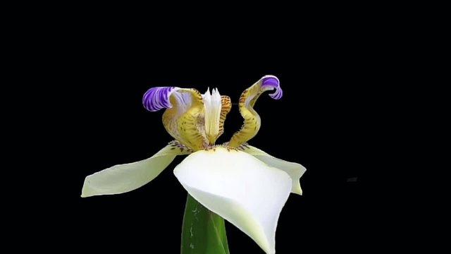 Eclosion, neomarica gracilis, du bouton &agrave; la fleur, La R&eacute;union