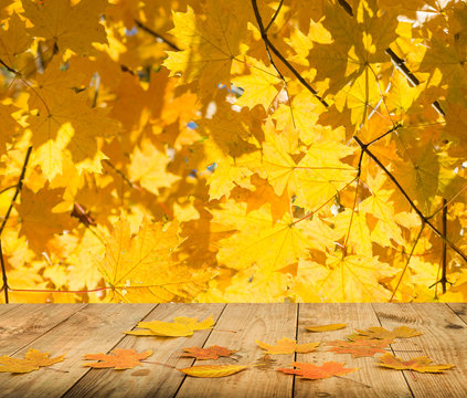 autumn leaves background