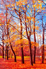 Forest Landscape Fall Wallpaper
