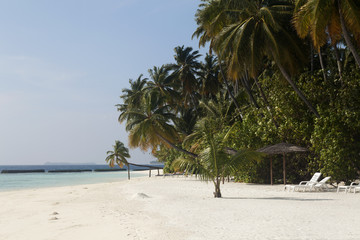 tropical island palm sea and sky
