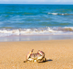Cute Animal Seafood Posing