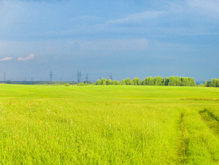 Fresh Landscape Grass Lawn