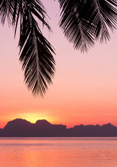 Fototapeta na wymiar Tree Silhouettes Palm Paradise