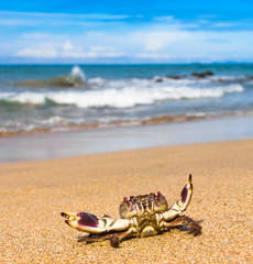 Pure Threat Funny Crab