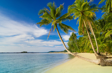 Exotic Paradise Palm Panorama