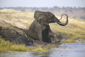 Wild african elephant bull mud-showering