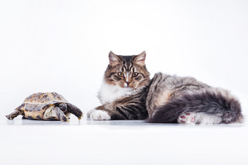 Naklejka premium tabby cat with a turtle on a white background