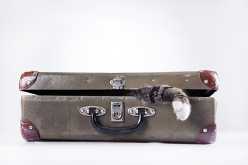 tabby cat on a white background