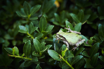 Frog