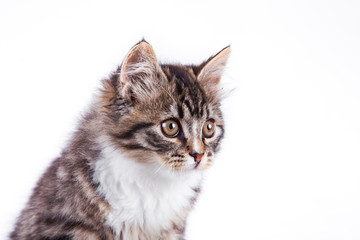 tabby cat on a white background