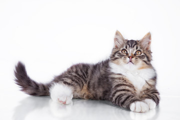 tabby cat on a white background