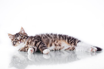 tabby cat on a white background