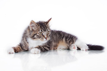 tabby cat on a white background