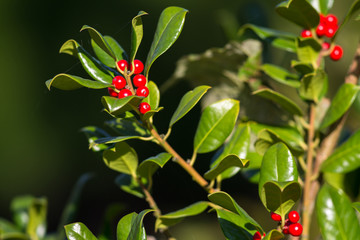 Obraz premium Vogelbeeren