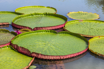 victoria water lily leaf in lake