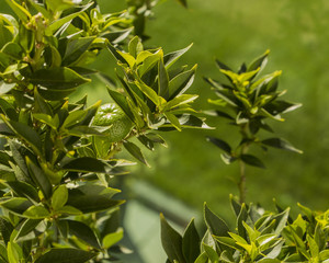 Chinotto Frucht