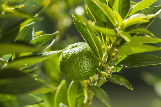 Chinotto Frucht