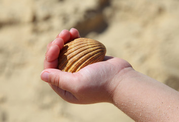 Muschel in Kinderhand