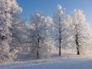 Obraz na płótnie Canvas Winter snow and trees