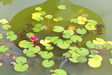 pink water lily plant with green leaves