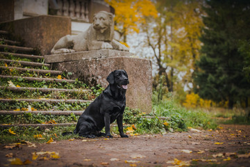 black labrador autumn in nature, vintage