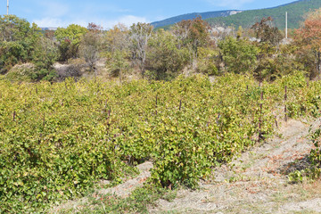 Fototapeta na wymiar vineyard in Massandra district of Crimea