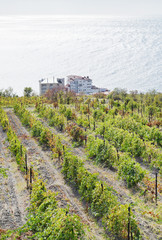 Fototapeta na wymiar vineyard in Massandra region and Black Sea