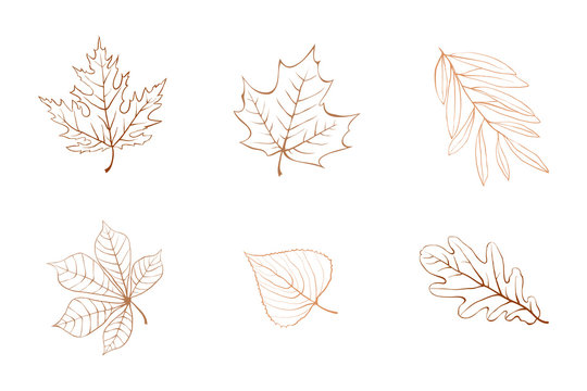 25,800 Maple Leaf Outline Images, Stock Photos, 3D objects, & Vectors