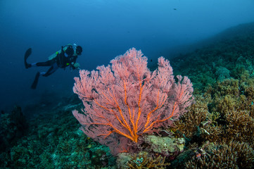 Naklejka na ściany i meble Diver and seafan in Gili Lombok Nusa Tenggara Barat underwater