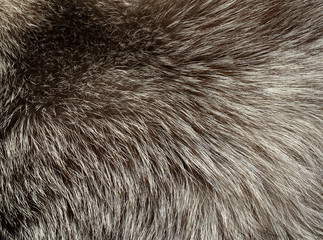 Silver fox fur texture