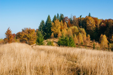 Fototapeta premium autumn