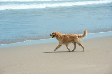 Labrador Retriever playing at the beach