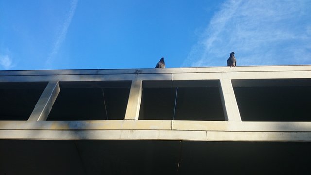 Palomas sobre viga