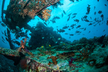 Fototapeta na wymiar Wreck and fishes in Gili, Lombok, Nusa Tenggara Barat underwater