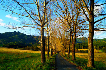 Fototapeta premium Allee im Herbst