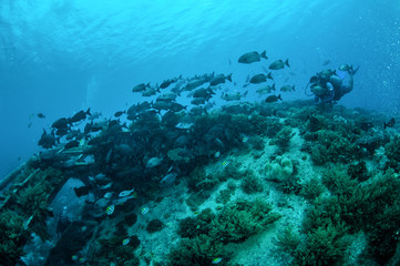 Obraz na płótnie Canvas Group chubs fishes,Gili Lombok Nusa Tenggara Barat underwate