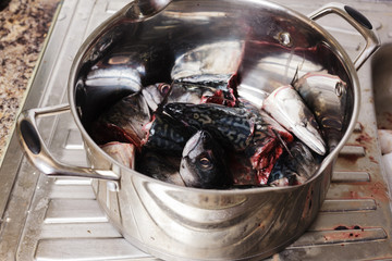 Pot filled with fish heads