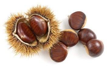wild chestnuts isolated