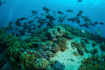 Naklejka na ściany i meble Group chubs fishes,Gili Lombok Nusa Tenggara Barat underwate