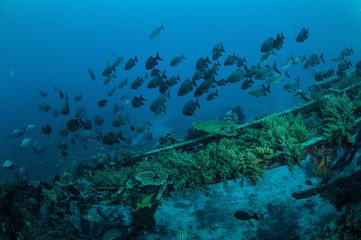 Fototapeta na wymiar Group chubs fishes,Gili Lombok Nusa Tenggara Barat underwate