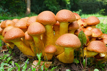 Nameko mushrooms at the roadside