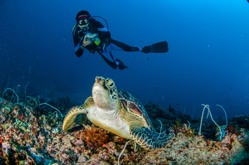 Diver, green Turtle, Gili Lombok Nusa Tenggara Barat underwater