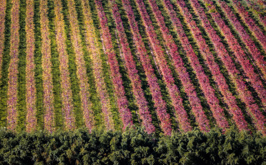 Vineyard