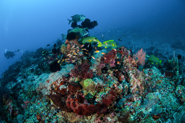Fototapeta na wymiar sweetlips swimming in Gili Lombok Nusa Tenggara Barat underwater