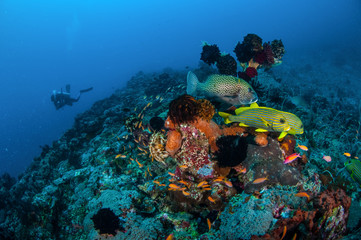 Naklejka na ściany i meble sweetlips swimming in Gili Lombok Nusa Tenggara Barat underwater